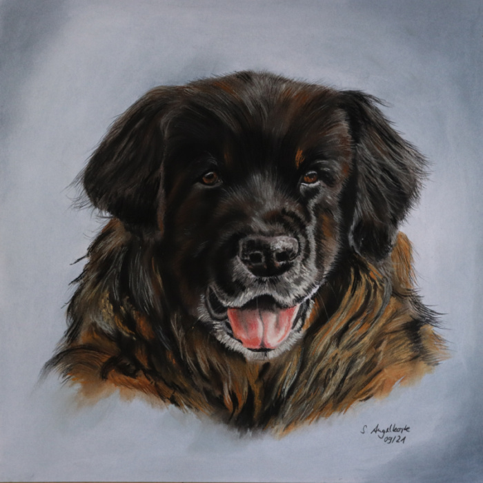 Leonberger, Pastellkreide, Auftragsarbeit