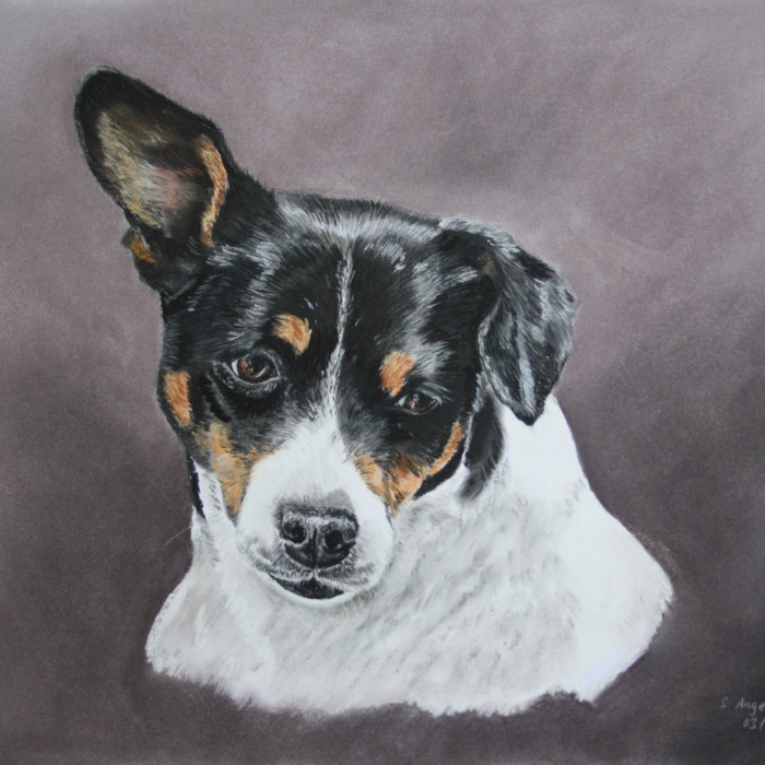 Jack Russell Terrier, Pastellkreide, Auftragsarbeit