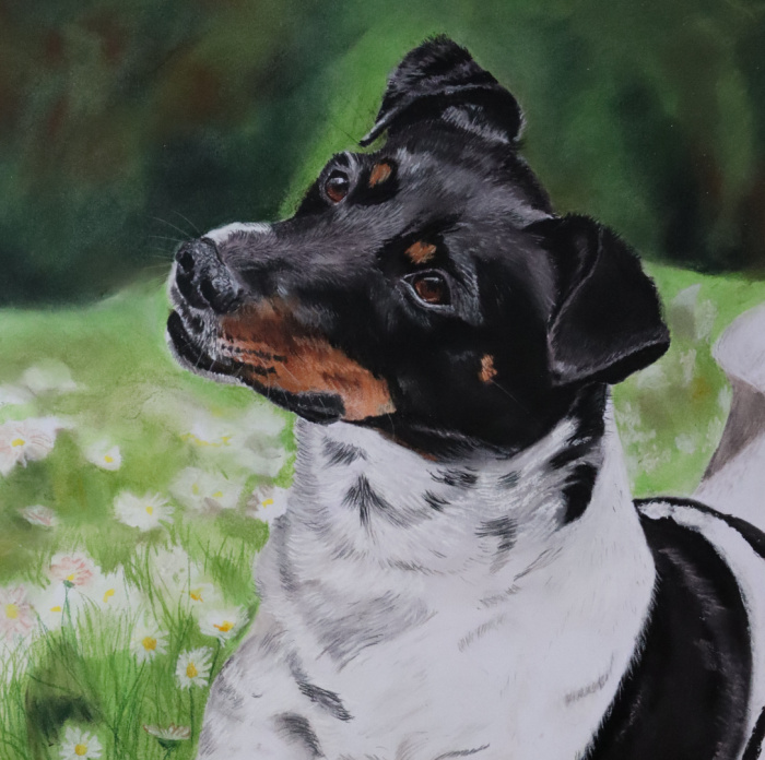 Jack Russell Terrier, Pastellkreide, Auftragsarbeit