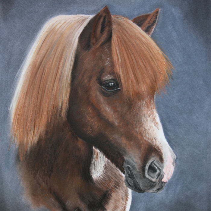 Shetlandpony, Pastellkreide, Auftragsarbeit