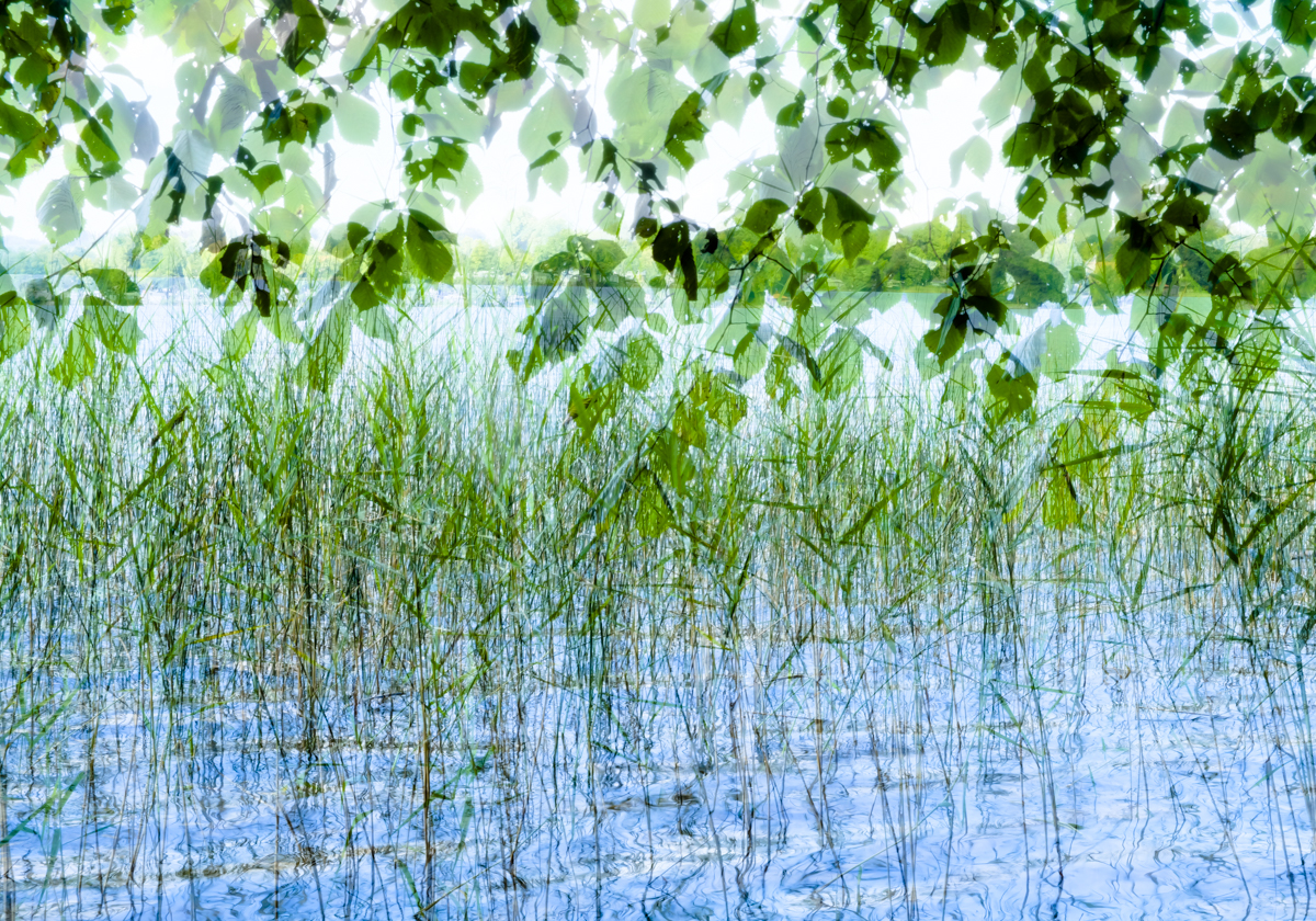 Green Leaves 56 x 80